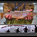 Chad Trout Photo 11