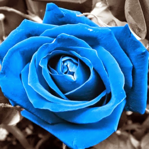 Joyce Schultz Photo 22