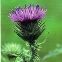 Barbara Macleod Photo 16