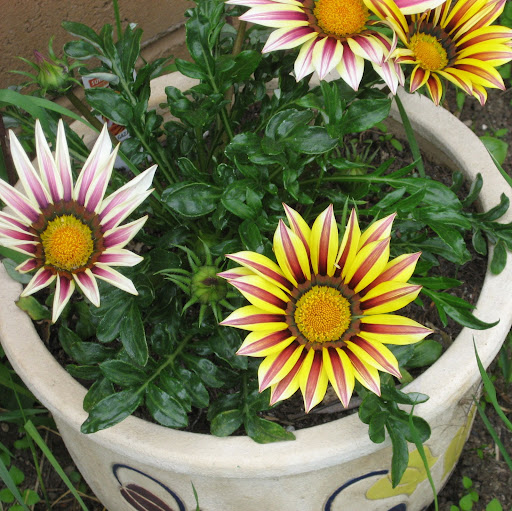 Patti Sharp Photo 18