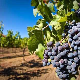 Geoff Mclaughlin Photo 18