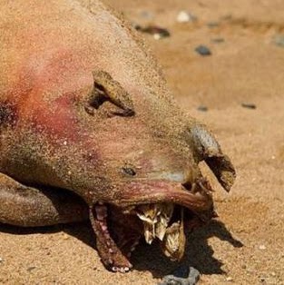 Garry Daniel Photo 11