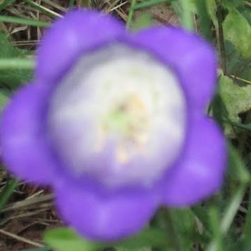 Carol Spencer Photo 31