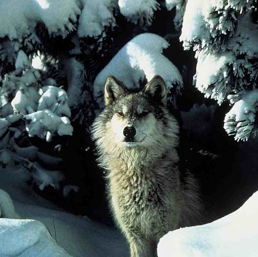 Eddie Negron Photo 15