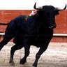 Erick Toro Photo 5