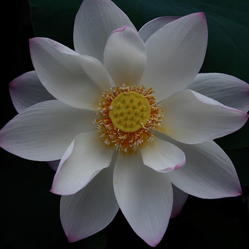 Robert Lo Photo 24