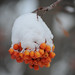 Karen Ash Photo 28