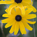 Susan Meadows Photo 42