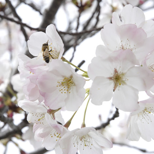 Marlene Moore Photo 13