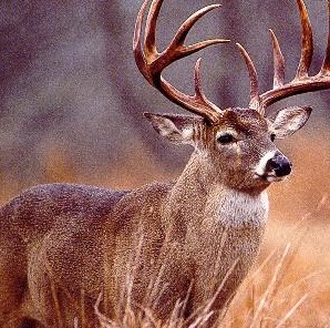 Curt Fowler Photo 28