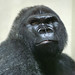 Don Goodall Photo 3