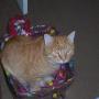 Cynthia Rapp Photo 13