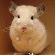 Xiaoming Yang Photo 16