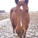 Raymond Chestnut Photo 6