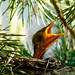 Robin Hatch Photo 34