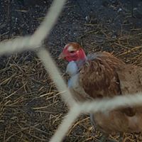 Debra Daniel Photo 8