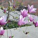 Ann Bahr Photo 8