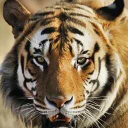 Annette Evans Photo 22