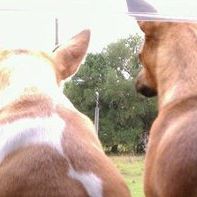 Tammy Dotson Photo 20