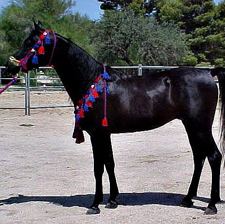 Carol Shields Photo 23 Carol Shields Photo 23