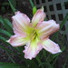 James Elmore Photo 24