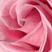 Cathy Rose Photo 9