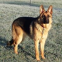 Pamela Collins Photo 37