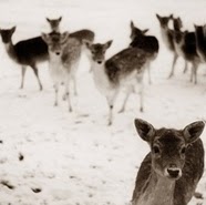 Rachael Murphy Photo 22