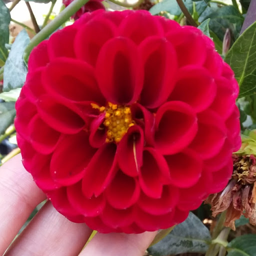 Silvia Ortega Photo 13