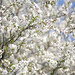 Joann Bloom Photo 21