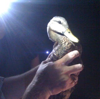 Eddie Bruce Photo 27