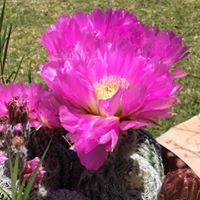 Michele Fisher Photo 24