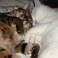 Cheryl Nolte Photo 3