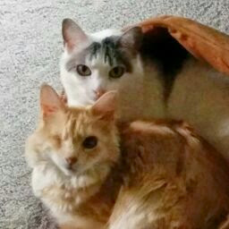 Tracey Canton Photo 3