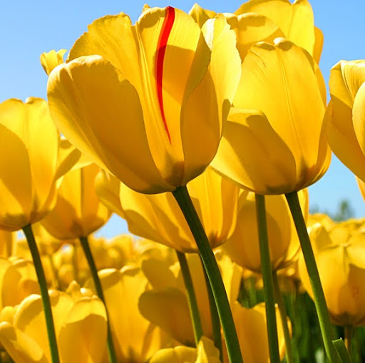 Dorothy Woods Photo 22