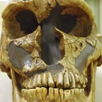 Cindy Gauthier Photo 22