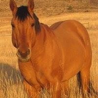 Diane Browning Photo 8