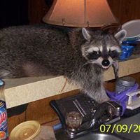 Joe Mercer Photo 18 Joe Mercer Photo 18