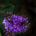 Amy Flowers Photo 40