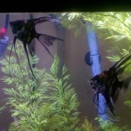 Kenneth Neal Photo 33