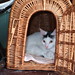 Tommie Case Photo 8