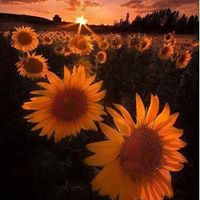 Teresa Jarvis Photo 8