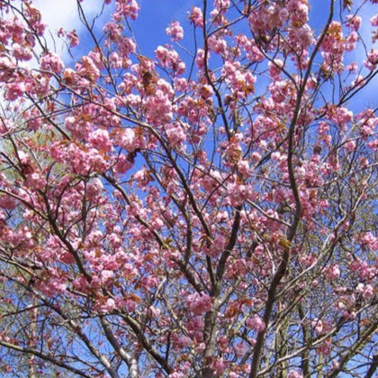 Jane Stevenson Photo 43