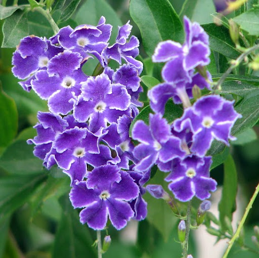 Carol Stevens Photo 16 Carol Stevens Photo 16