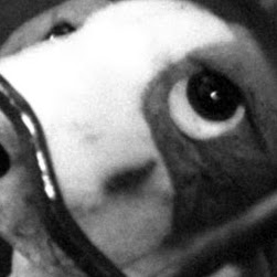 David Blevins Photo 43