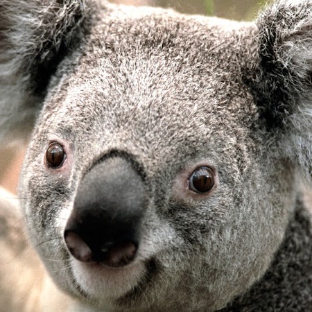 Margaret Mccarthy Photo 21 Margaret Mccarthy Photo 21