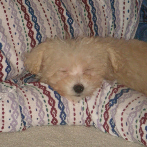 Nicole Fuller Photo 19