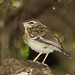 Robin Browning Photo 19