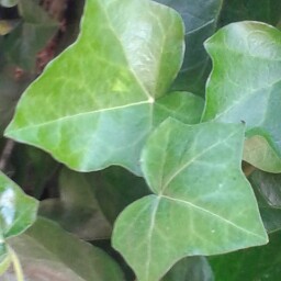 Arlene Rodgers Photo 5