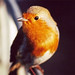 Ann Robin Photo 21